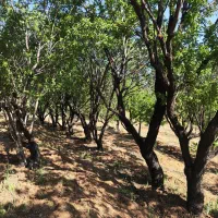 باغ-درجه-یک-دوبر-فنس-کشی