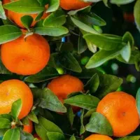 ریشه پرتقال تامسون