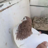 کفتر