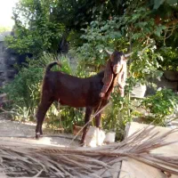 کهره چپش خارجی|حیوانات مزرعه|شیراز, آبیاری|دیوار