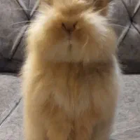 خرگوش لوپ بازیگوش