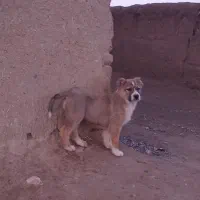 کوچوک سگ ماده  نژاد دار.   فوری