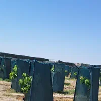 نهال انبه پیوندی در نهالستان پایندان|خدمات باغبانی و درختکاری|بندرعباس, |دیوار