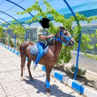 اسب عرب ایرانی نریون ۶ سال|اسب و تجهیزات اسب‌سواری|مشهد, کوشش|دیوار