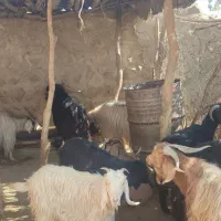 ۲عدد بز نر و۱۴عدد بز ماده در شاهیوند|حیوانات مزرعه|شاهیوند, |دیوار