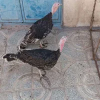 بوقلمون نژاد برنز