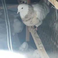 تعدای کبوتر فروشی شازده زرد تمیز|پرنده|مشکین‌دشت, |دیوار