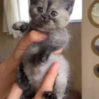 بیریتیش آنفولد سیلور بلک