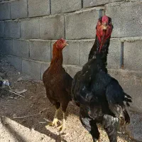 خروس مرغ لاری