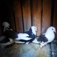 کفتر ماده ابلق|پرنده|قم, شهرک مهدیه (مدرس)|دیوار