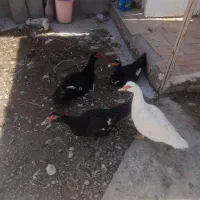 اردک نر اسرائیلی