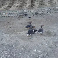 چهار تا غاز چهارتا اوردک|حیوانات مزرعه|کرمانشاه, |دیوار