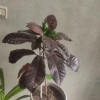گل وگلدون