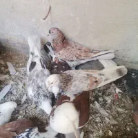 کبوتر پرشی