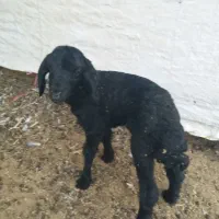 بره شیری|حیوانات مزرعه|بندر ماهشهر, |دیوار