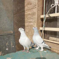 کبوترشامی عطیقه وقفس دستباف سره