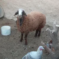 یک عددبره هترو