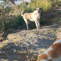 سگ عراقی پژدر