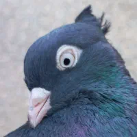 کبوتر زاغ|پرنده|سعدآباد, |دیوار