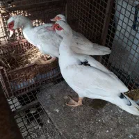 ۳ عدد اردک اسرائیلی/خارجی ماده سفید