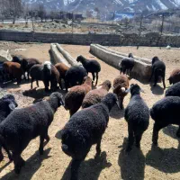 فروش بره شیرمست