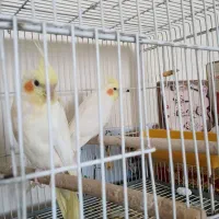 عروس هلندی و مرغ عشق