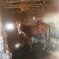 مادیون|اسب و تجهیزات اسب‌سواری|شیروان (خراسان), |دیوار