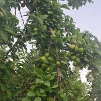 باغچه-چهاردیواری-با-مجوز-شهرداری-وجهاد