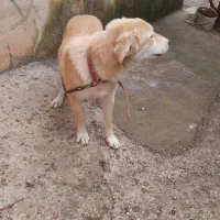 واگذاری سگ رایگان|سگ|ماسال, |دیوار