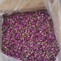 غنچه گل محمدی