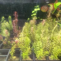 انواع گیاه های آکواریوم پلنت بصورت گلدانی فقط 55|ماهی|مشهد, فاطمیه|دیوار