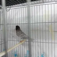 قناری نر طوسی|پرنده|برخوار, |دیوار