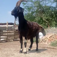بزچادمه‌جوان|حیوانات مزرعه|بندر ترکمن, |دیوار