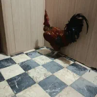 خروس دو ساله