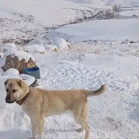 معاوضه|سگ|صومای برادوست, |دیوار