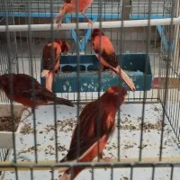 فروش قناری|پرنده|شیراز, چوگیاه‎|دیوار