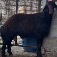 گوسفند ۱راس بره کردستانی قوچی