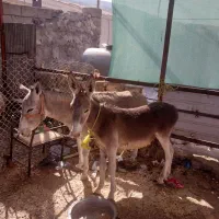 خر و کره