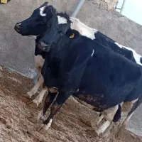 گاو شیری ۲ ماه ابستن