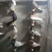 رنگی بیرونی|پرنده|شیراز, حومه شیراز|دیوار