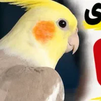 عروس هلندی گم شده