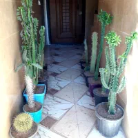 کاکتوس، آفوربیا، نخل ماداگاسکار