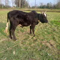 ورزاکوله . گاو نر