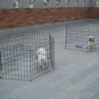 انواع پارک سگ با کیفیت و قیمت استثنایی|لوازم جانبی حیوانات|مشهد, شهید بهشتی|دیوار