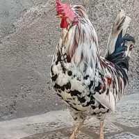 مرغ و خروس گلین