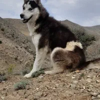 گمشده هاسکی|حیوانات|سراب, |دیوار