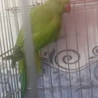 جوجه طوطی ملنگو|پرنده|ملارد, |دیوار