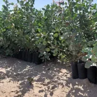 فروش نهال پسته