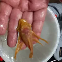 کت آلبینیو و بلو آیز|ماهی|تهران, تولید دارو|دیوار