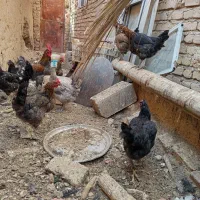 مرغ محلی پاسیاه|حیوانات مزرعه|ششده و قره بلاغ, |دیوار